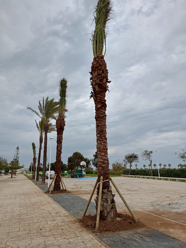 Reposición de palmeras Phoenix Dactylifera